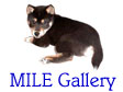 mile gallely
